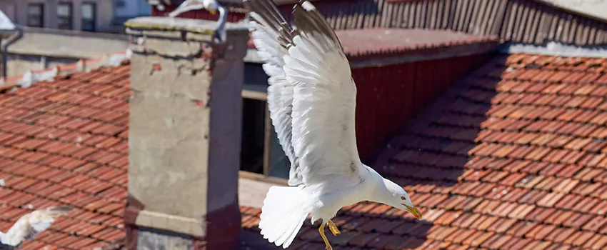 Residential Chimney Animal Removal Solution in North Fair Oaks, CA